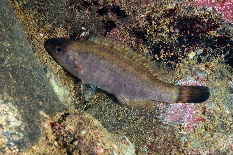 Symphodus melanocercus in livrea notturna